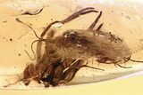 Detailed Fossil Spider Exuvia and Caddisfly in Baltic Amber #349441-1